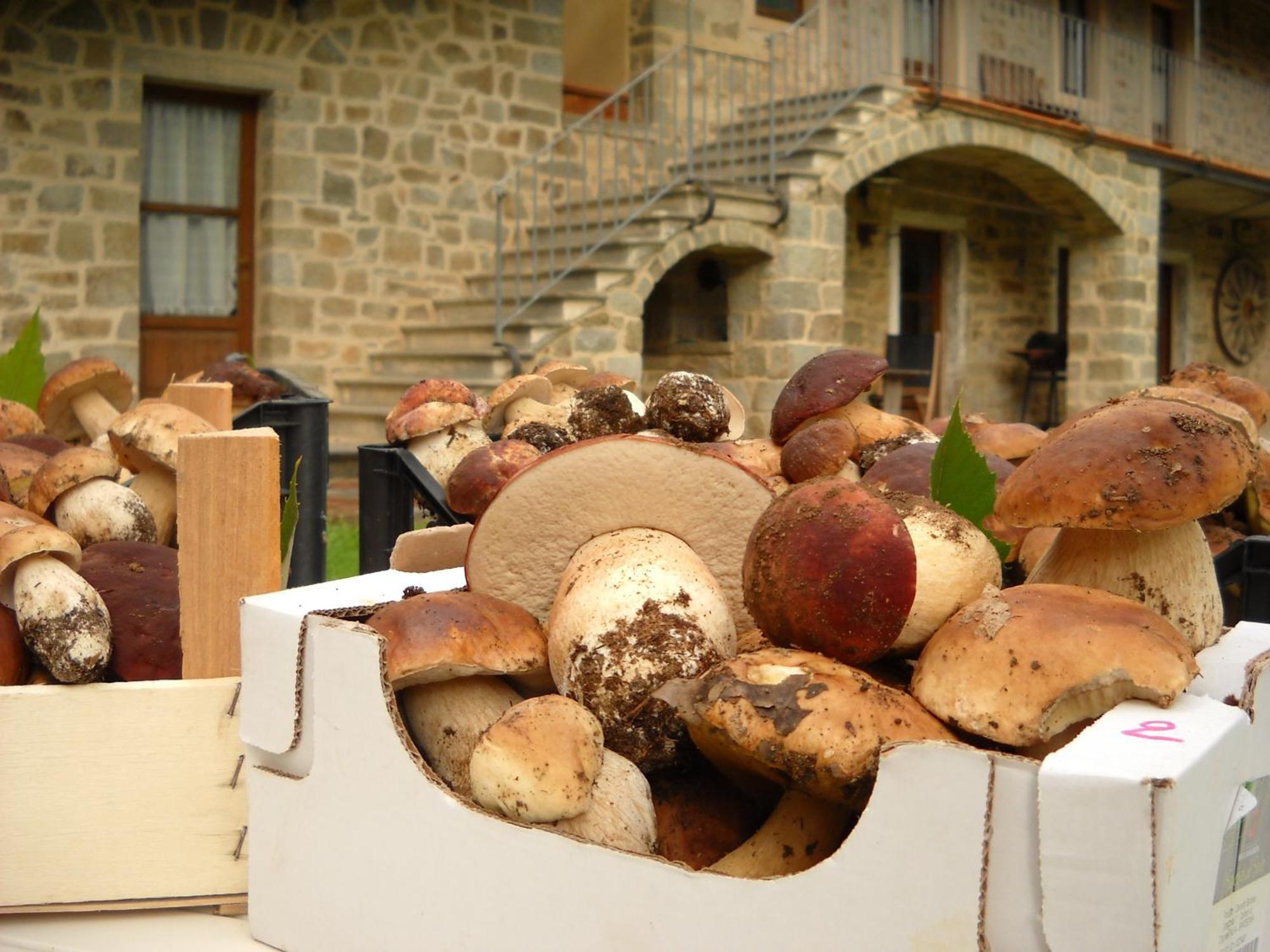 La Casa Del Sarto - Federicofarm Villa Pontremoli Luaran gambar